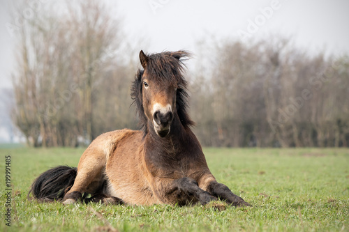 Exmoor Pony