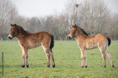 Exmoor Pony foals