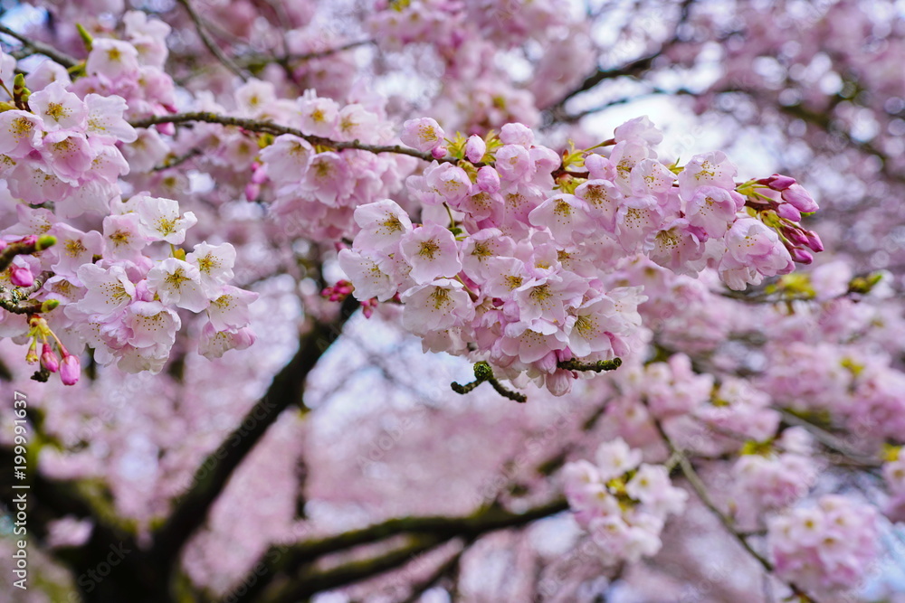 Beautiful cherry blossoms in Queen Elizabeth Park, Vancouver, BC, Canada