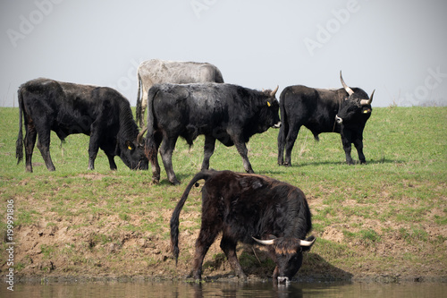 Fototapeta Naklejka Na Ścianę i Meble -  Cattle cows