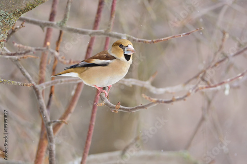 Hawfinch sits on a branch of an apple tree under a snowfall.