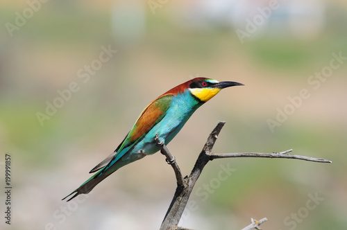 European bee-eater sits on a dry branch, stretching out like a line.