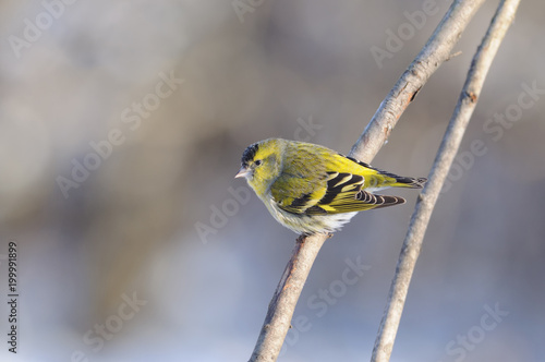 Eurasian siskin clung to a branch in a winter park.