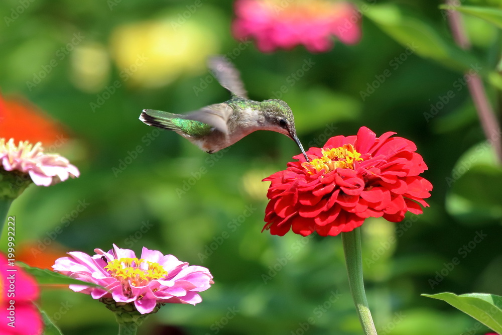 Φωτογραφία A female Ruby Throated Hummingbird flies about, sipping nectar from the brightly colored zinnias in my garden