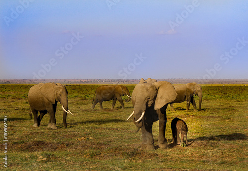 Elephants in Kenya - Amboseli Park