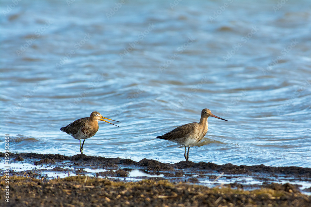 Red tailed godwits on the west coast in Sweden Red tailed godwits on the west coast in Sweden