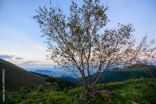 Beautiful landscape with alone tree, Armenia © vahanabrahamyan