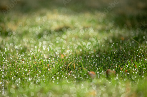 Natural light spring green grass background with water dew droplets. Selective focus with background blur. Copy space.