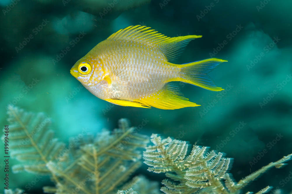 Amblyglyphidodon aureus, golden damselfish Amblyglyphidodon aureus, golden damselfish