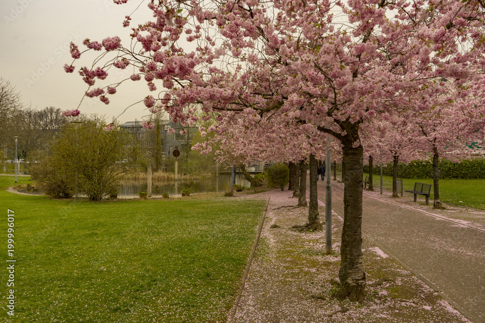 View to Kaarst City Sea with Cherry Blosoom Valley