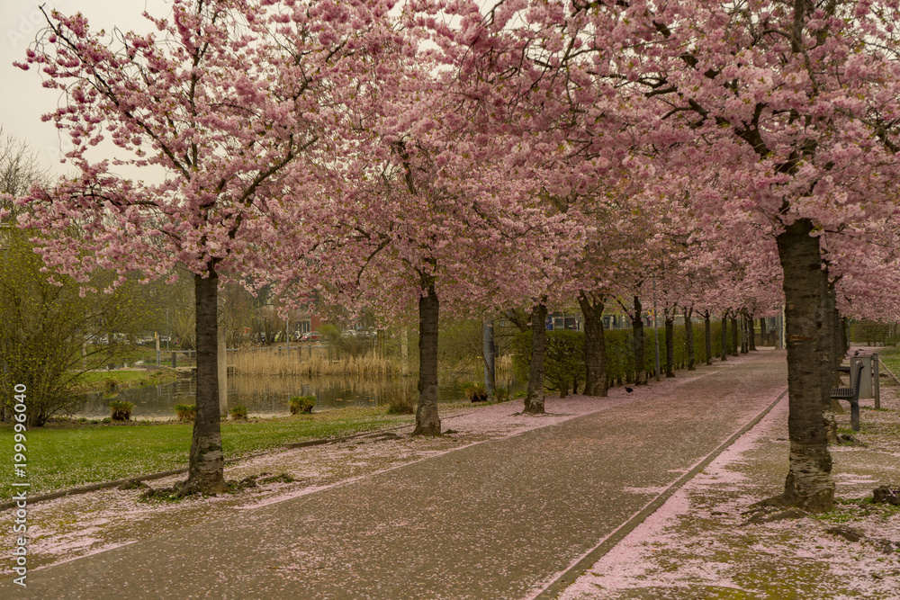 View to Cherry Blossom Trees with City Sea in Kaarst