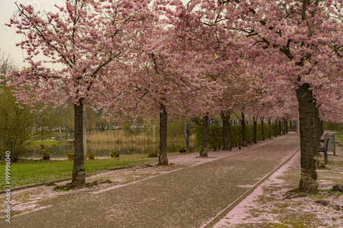 View to Cherry Blossom Trees with City Sea in Kaarst © MinhThuan