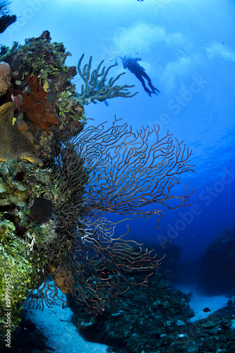Hard coral in the left with diver behind