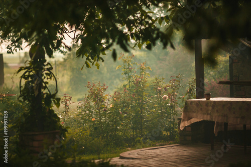 Early morning in garden with dew and mist.