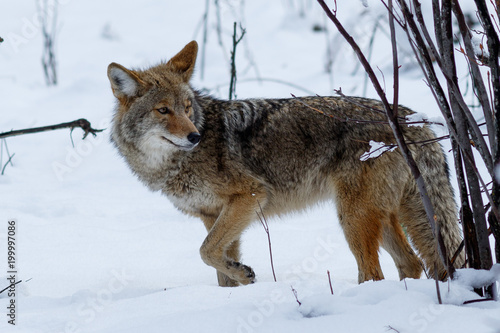 Coyote hunting in the snow in Yosemite Valley © davidhoffmann.com
