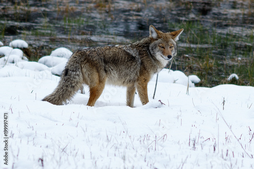 Coyote hunting in the snow in Yosemite Valley © davidhoffmann.com