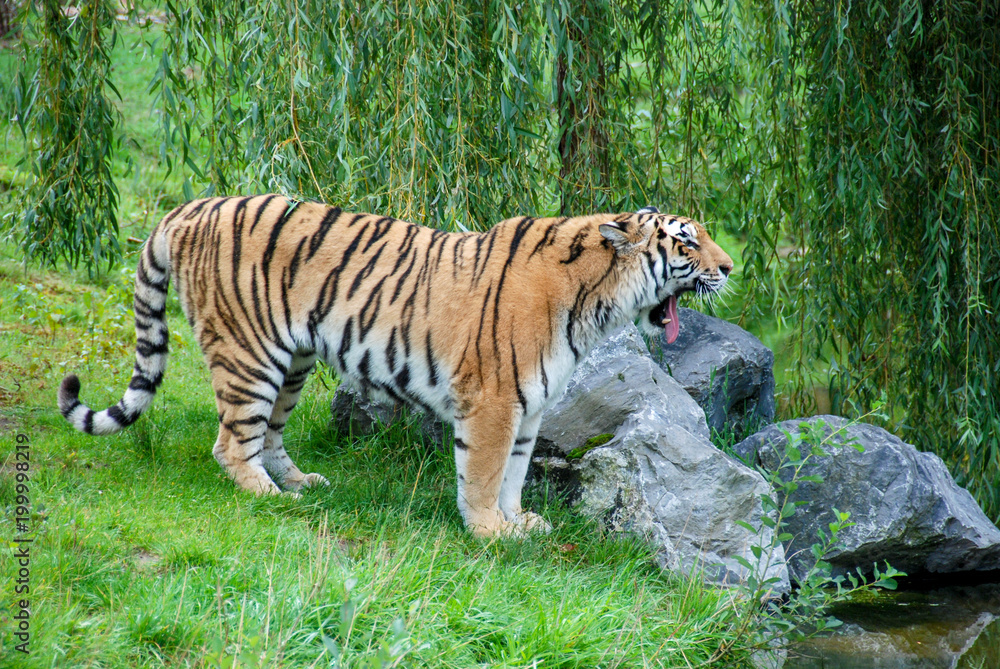 jawning tiger cat jawning tiger cat