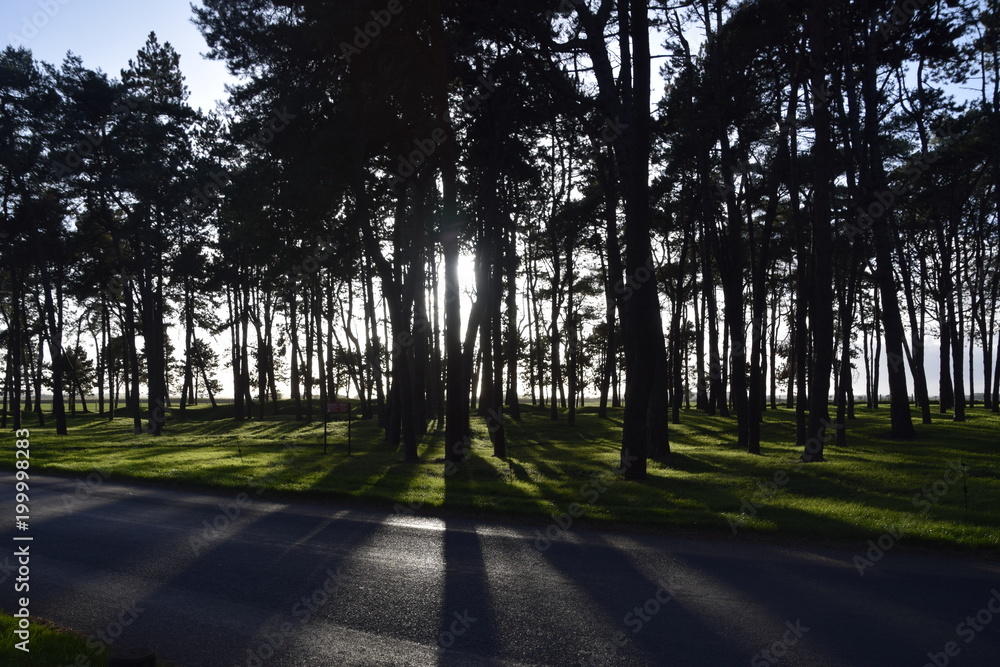 Obraz premium Sun shining through trees