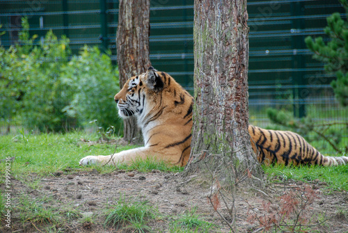 tiger by tree