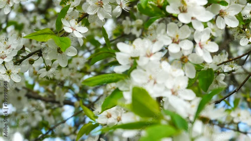 Blossoming of Myrobalan plum or Prunus cerasifera in Latin, panorama close-up in windy weather Blossoming of Myrobalan plum or Prunus cerasifera in Latin, panorama close-up in windy weather