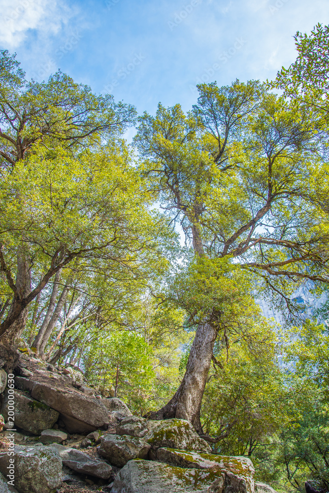 Fototapeta premium trees and sky at Yosemite national park