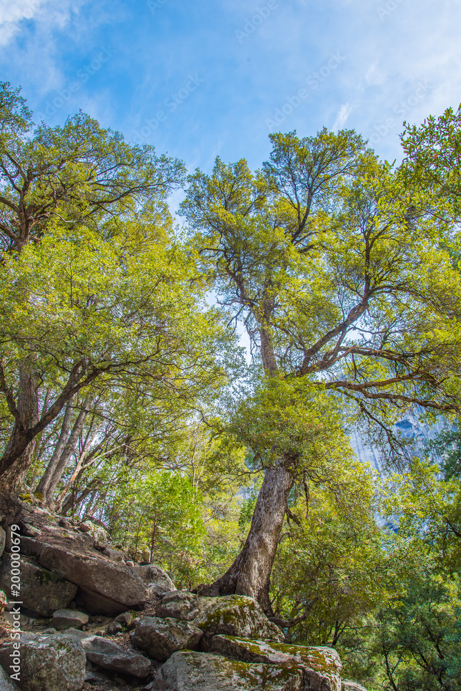 Fototapeta premium trees and sky at Yosemite national park 