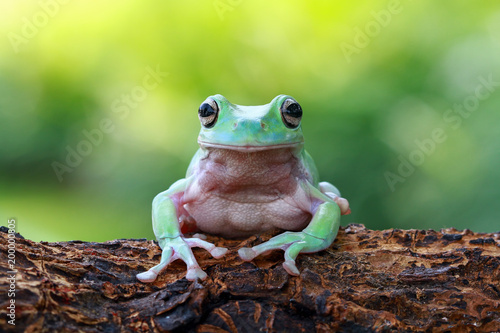 Tree frog, dumpy frog, frogs, animal