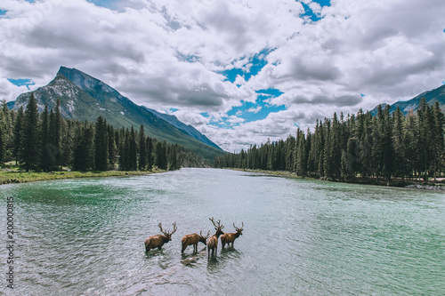 alberta vancouver elks