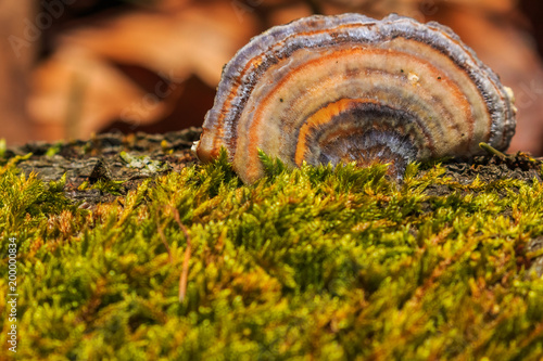 Fungus growing on the moss overgrown tree trunk