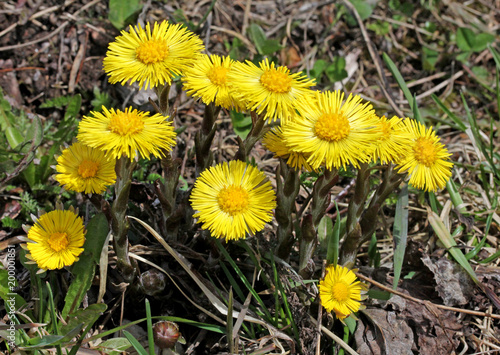 Konstfotografi luminosi capolini di farfara (Tussilago farfara)