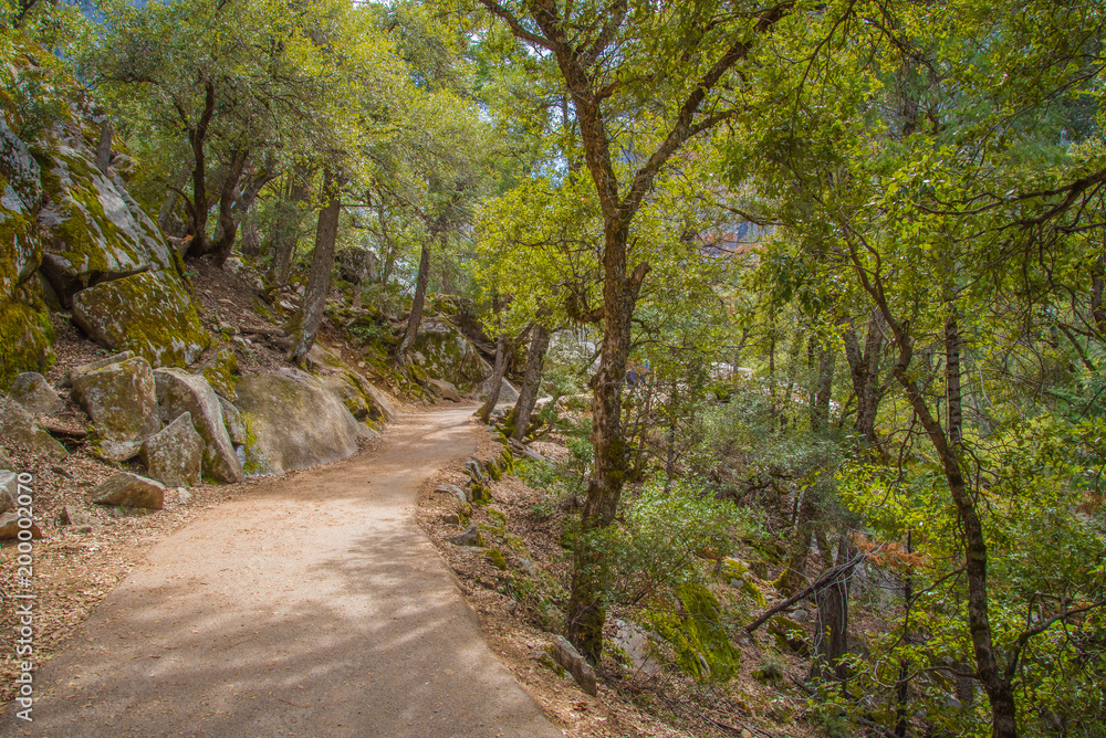 Fototapeta premium pathway through the forest at yosemite 