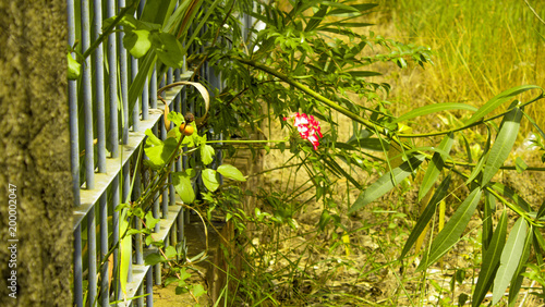 flor (Rosa) no meio de folhagens. photo