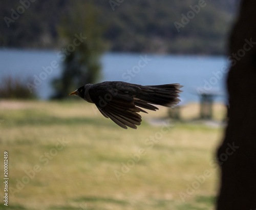 Bird In Flight, Hawkesbury River, NSW, Australia