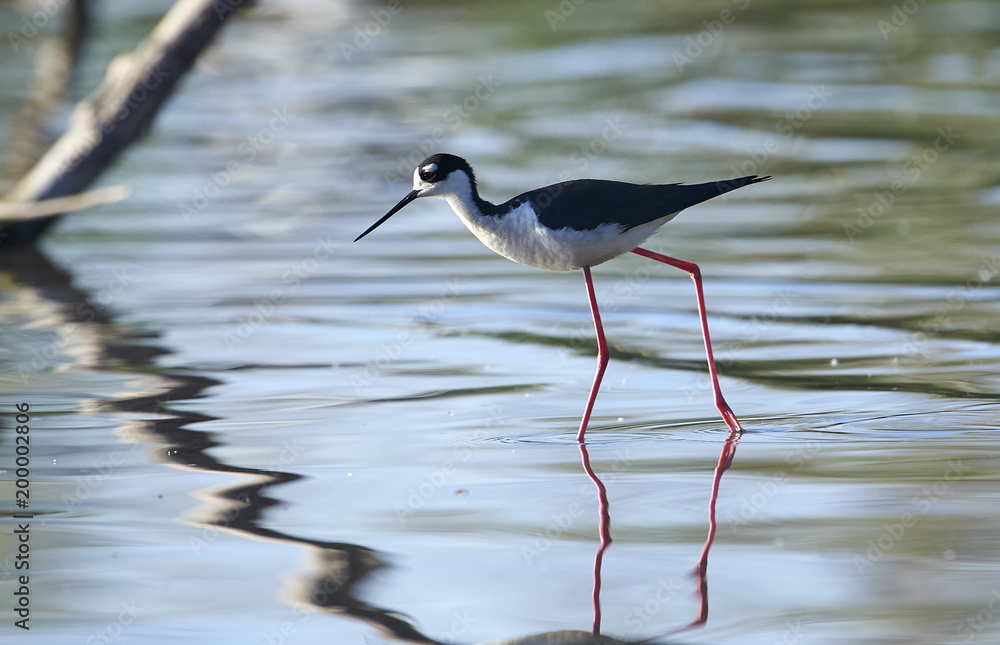 Obraz premium Black-necked Stilt (Himantopus mexicanus) searching for food along edge of Lake Chapala, Jocotopec, Jalisco, Mexico