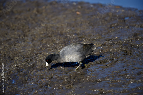 American Coot (Fulica americana) searching for food along edge of Lake Chapala, Jocotopec, Jalisco, Mexico photo