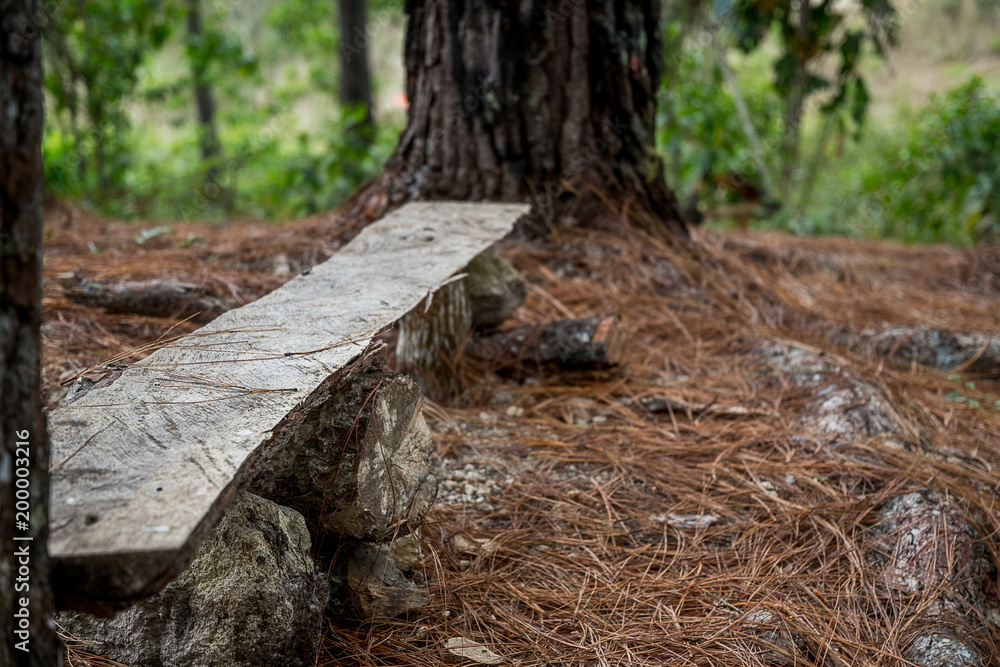 Fototapeta premium Forest