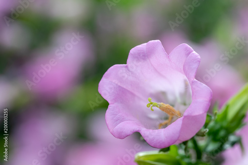 macro bell flower
