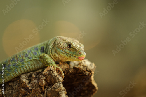 Ocellated lizard from side