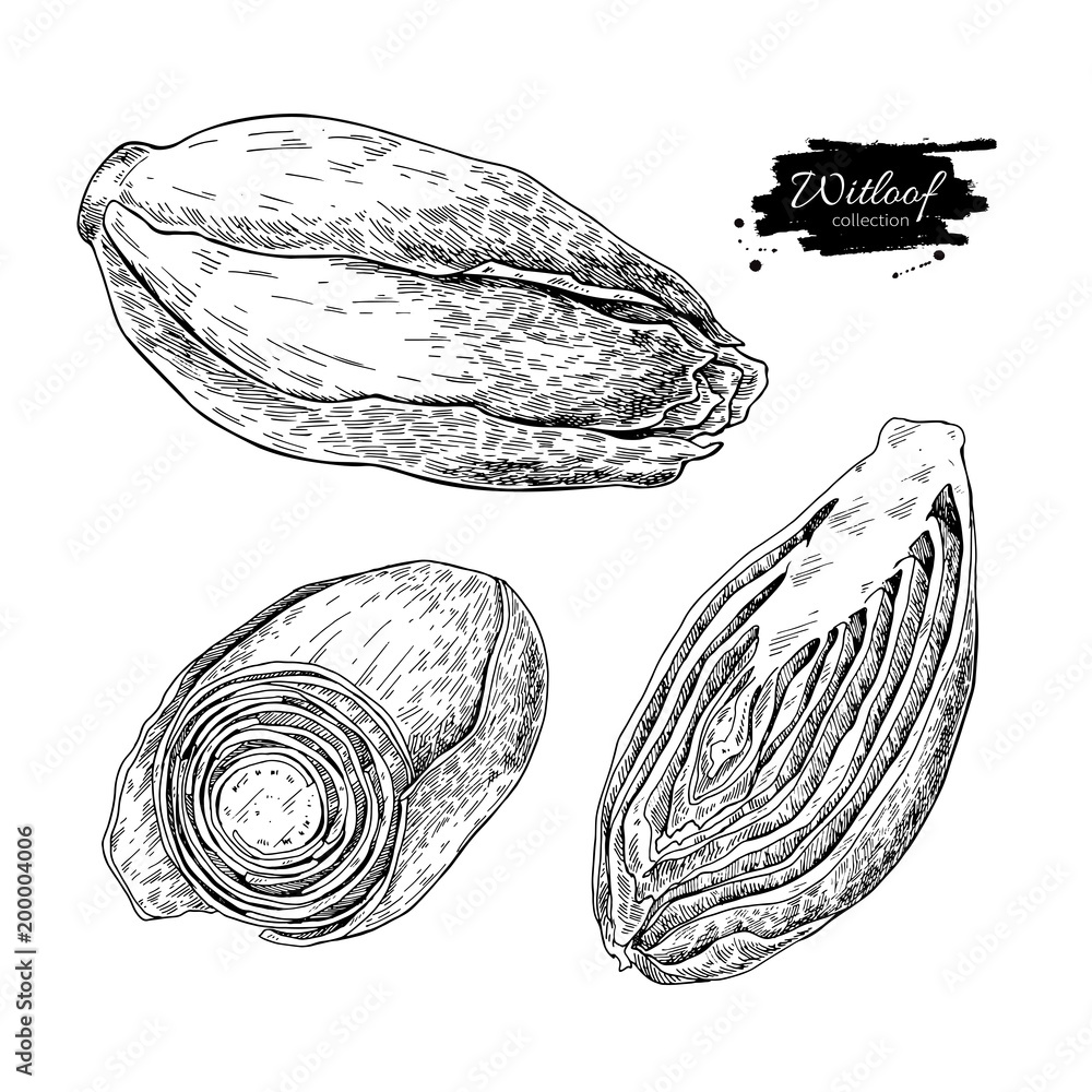 Ταπετσαρία Witloof vector drawing set. Isolated hand drawn  sliced belgian
