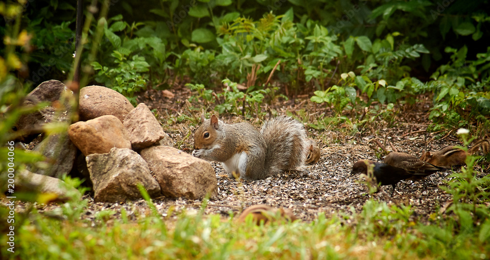 Squirrel, chipmungs and birds in a wildlife refuge in Cape Cod, Massachusetts. Squirrel, chipmungs and birds in a wildlife refuge in Cape Cod, Massachusetts.