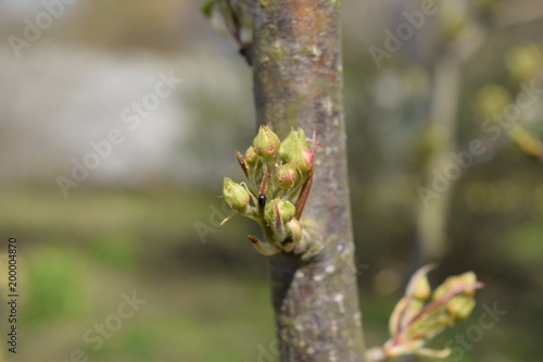 Blossoming buds of pear tree. Dissolve kidney pears