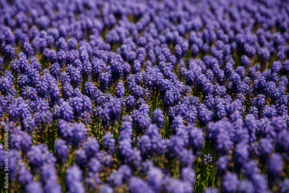 Obraz premium Grape hyacinth. Blue Hyacinth flowers. Selective focus