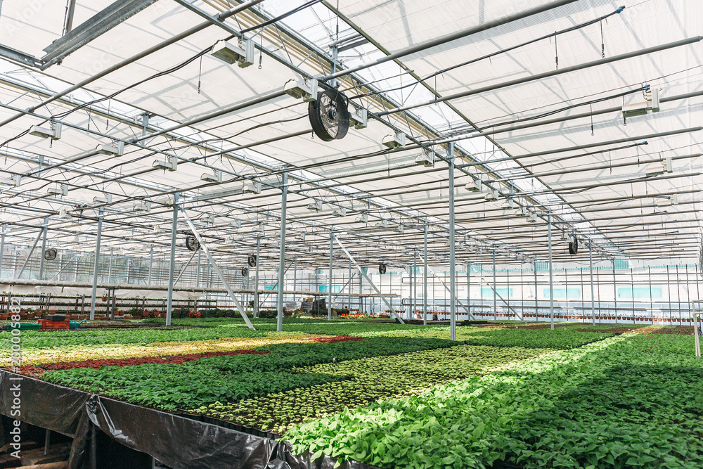 Inside new modern hydroponic greenhouse or hothouse for cultivation of decorative flowers and plants for gardening