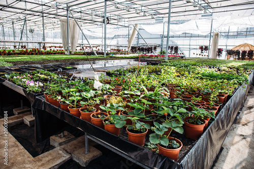 Fototapeta Inside new modern hydroponic greenhouse or hothouse for cultivation of decorativ