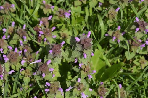 Lamium purpureum blooming in the garden.