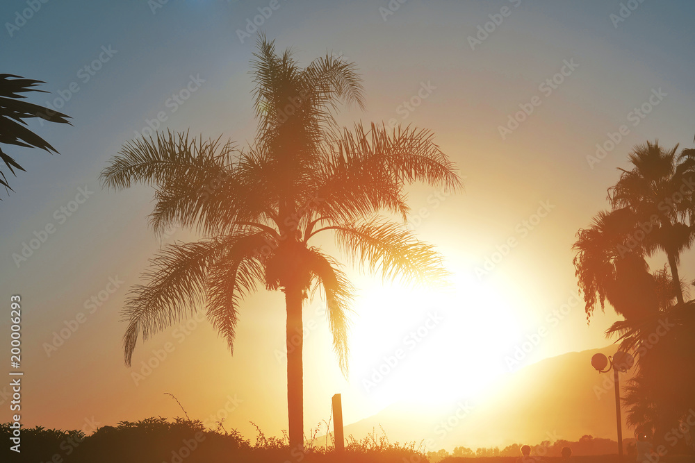 Silhouette of palm trees at sunset with vintage filter, Instagram look. Palm trees on the beautiful sunset background. Palm against the sky during a tropical sunset.