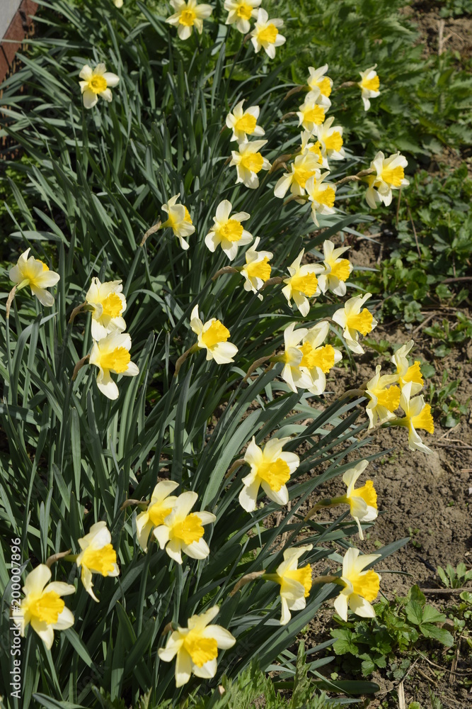Spring flowering bulb plants in the flowerbed. Flowers daffodil yellow Spring flowering bulb plants in the flowerbed. Flowers daffodil yellow