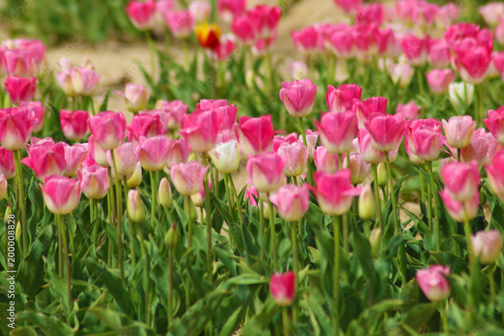 TULIPES TULIPES