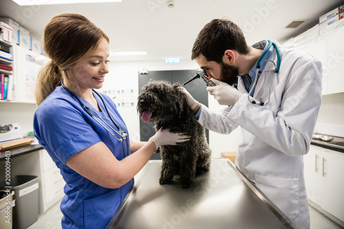 Vets examining dog photo