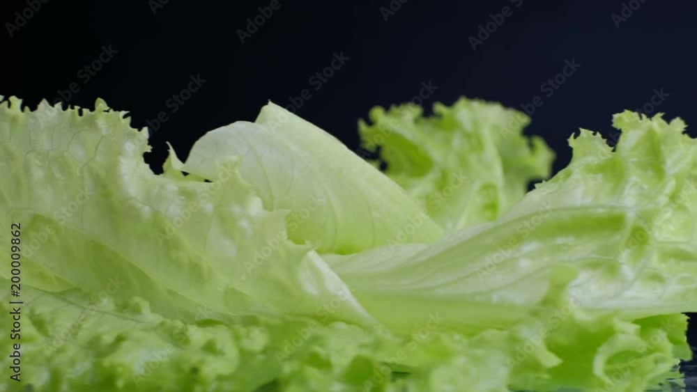Fresh Lettuce salad leafs close up, in rotation, black background Fresh Lettuce salad leafs close up, in rotation, black background